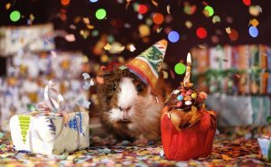 animal birthday science party 